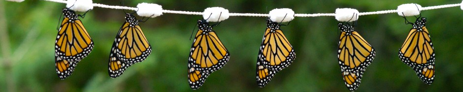 Image result for monarch butterflies panoramic