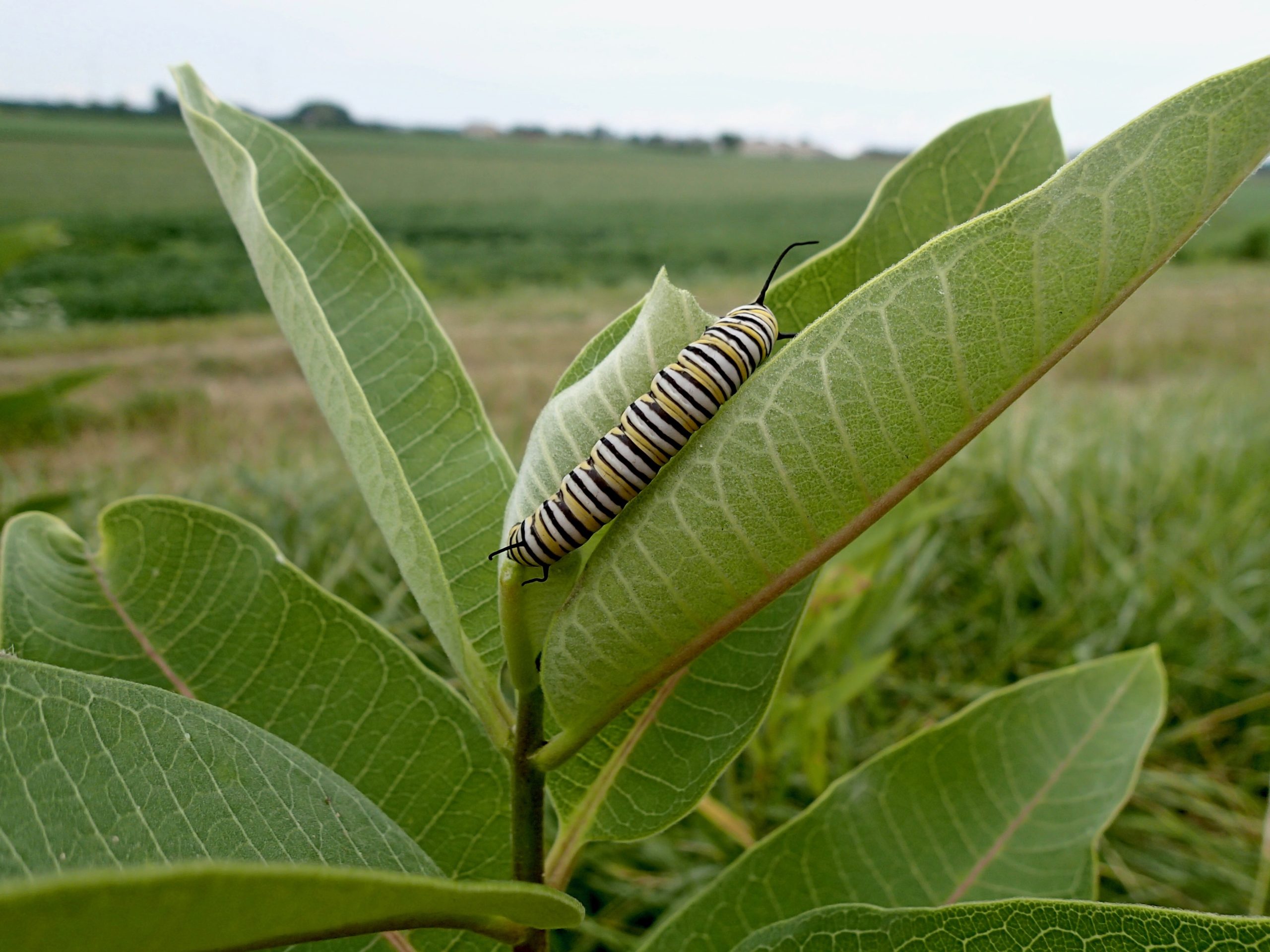 Getting ready for monarch season.